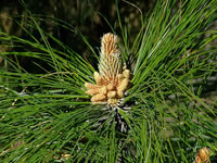 Pinus roxburghii